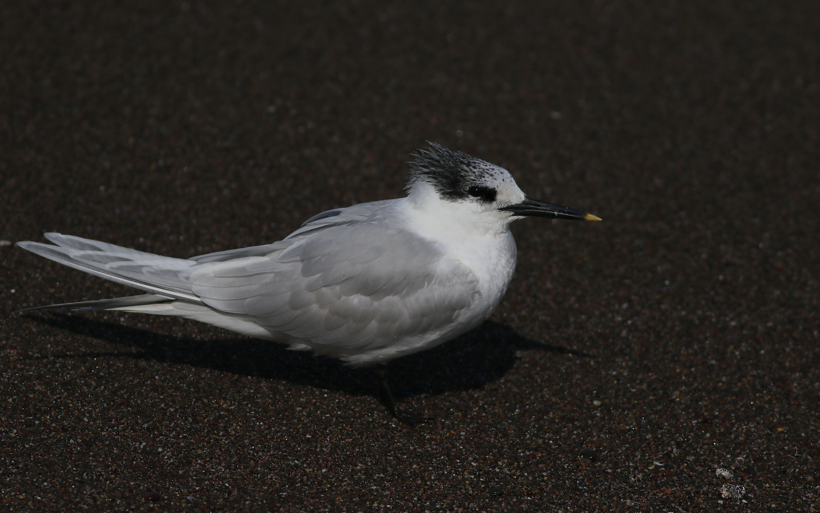 Sandwich Tern